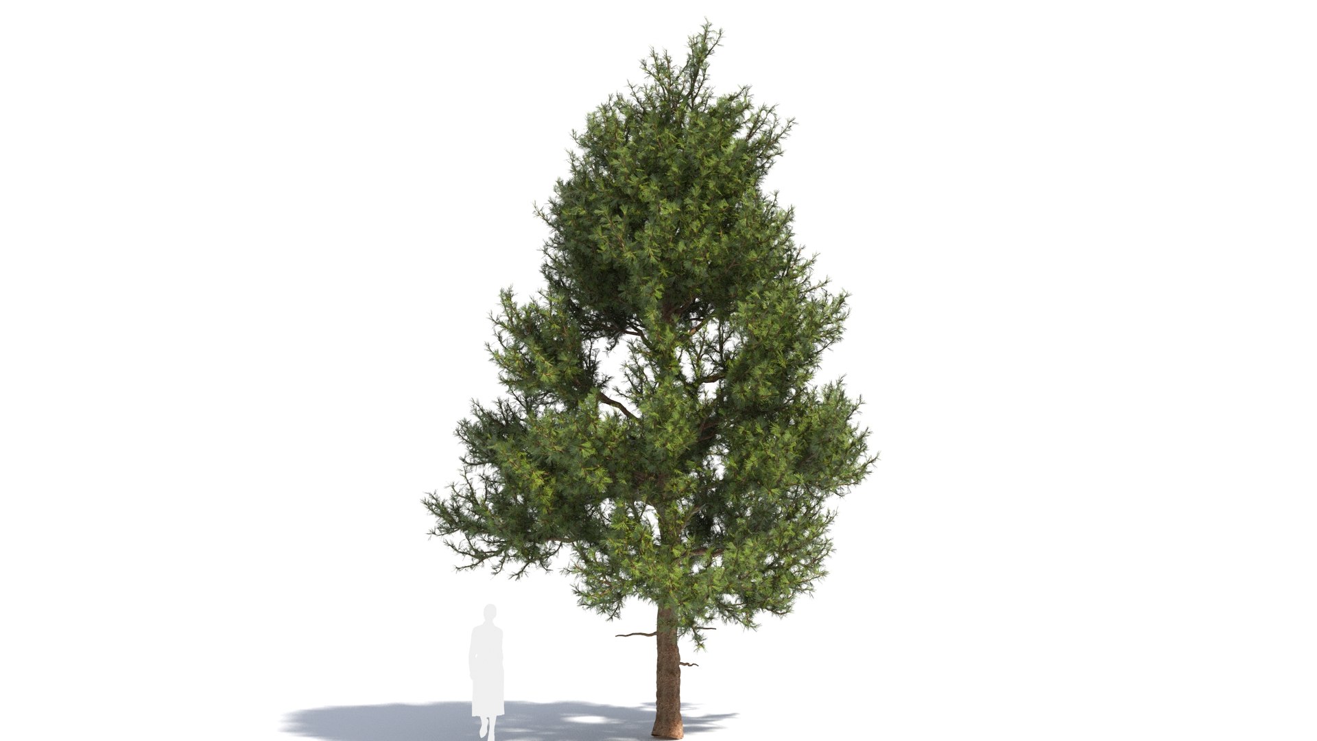 Pinus tree 3D model https://p.turbosquid.com/ts-thumb/8C/MT5cLl/7m/pinus28/jpg/1681699722/1920x1080/fit_q87/44d17a65abca8704349b0e1520f37769c2d75da1/pinus28.jpg