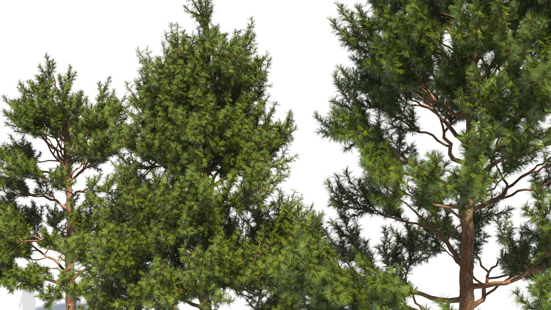 Pinus tree 3D model https://p.turbosquid.com/ts-thumb/8C/MT5cLl/7z/pinus26/jpg/1681699721/1920x1080/fit_q87/baa320d264ab2bec8eb365af4936b037e0cdf046/pinus26.jpg