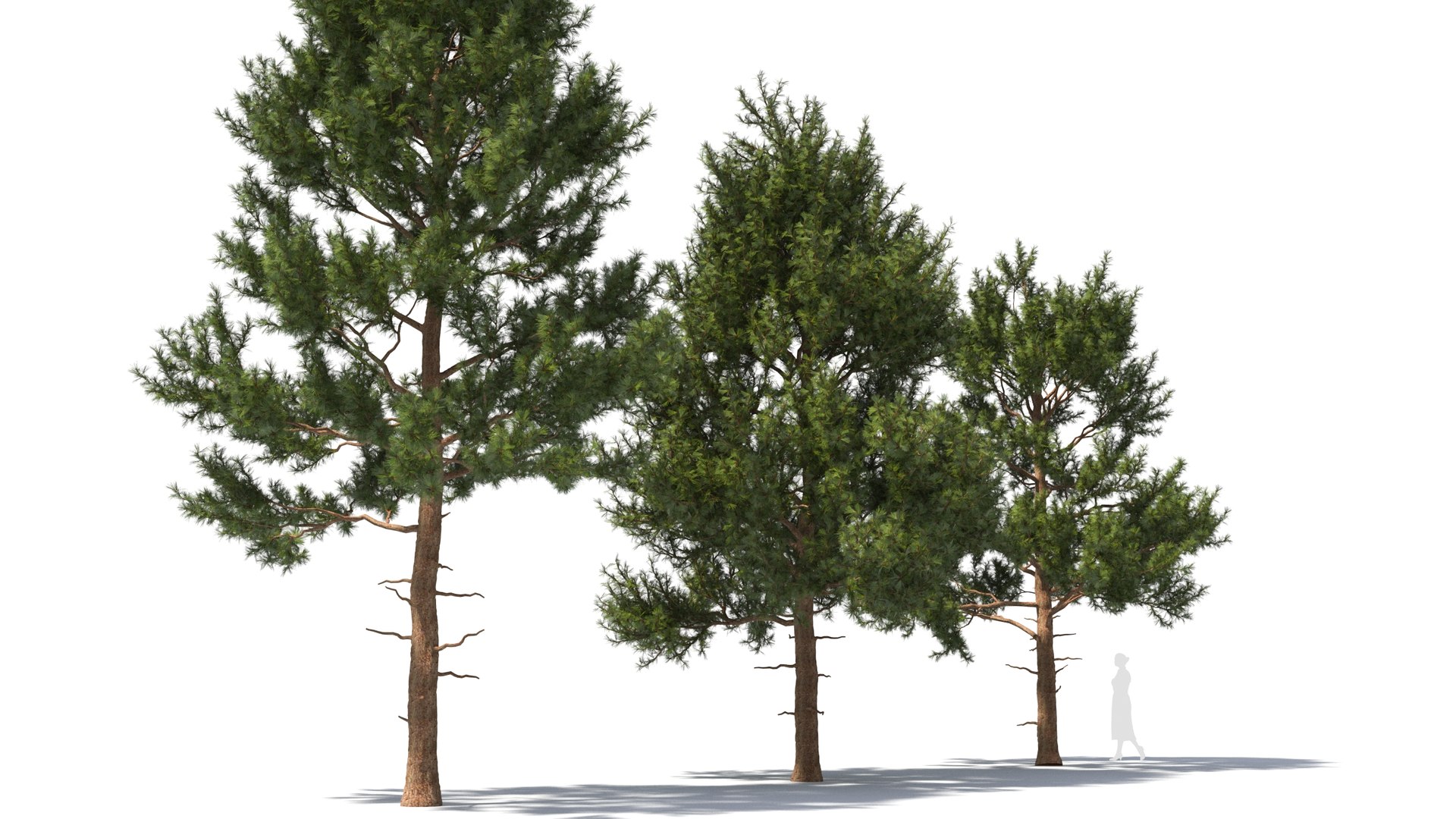 Pinus tree 3D model https://p.turbosquid.com/ts-thumb/8C/MT5cLl/CM/pinus25/jpg/1681699718/1920x1080/fit_q87/e6dd12087aa339555d0ece76a699ccebe2c4a991/pinus25.jpg