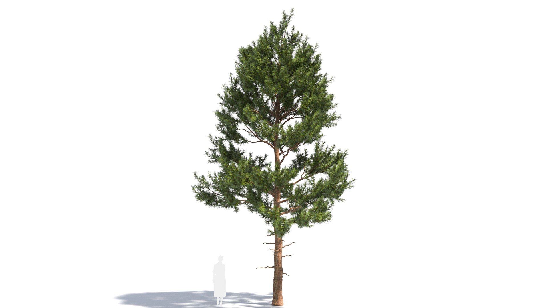 Pinus tree 3D model https://p.turbosquid.com/ts-thumb/8C/MT5cLl/Vi/pinus29/jpg/1681699723/1920x1080/fit_q87/a6774bd1b262612d0dd9b0d54e9b5429a9f3f675/pinus29.jpg