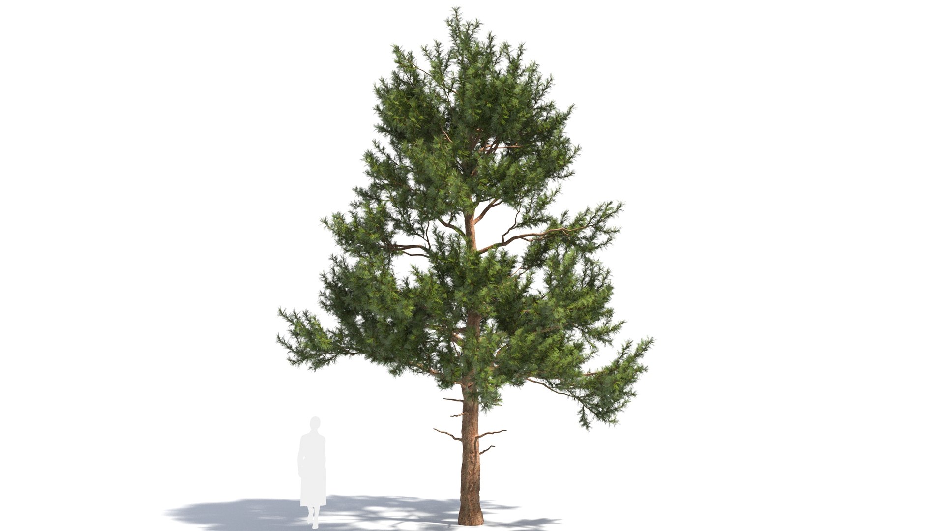Pinus tree 3D model https://p.turbosquid.com/ts-thumb/8C/MT5cLl/rK/pinus27/jpg/1681699720/1920x1080/fit_q87/8179b6a0aa08fccf9faa3b19e745db03358ea066/pinus27.jpg