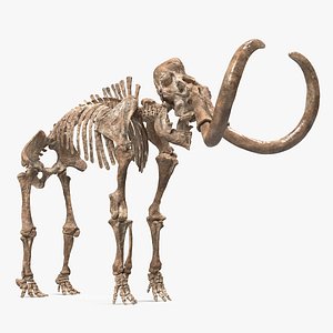 Mammoth Skeleton Old Bones