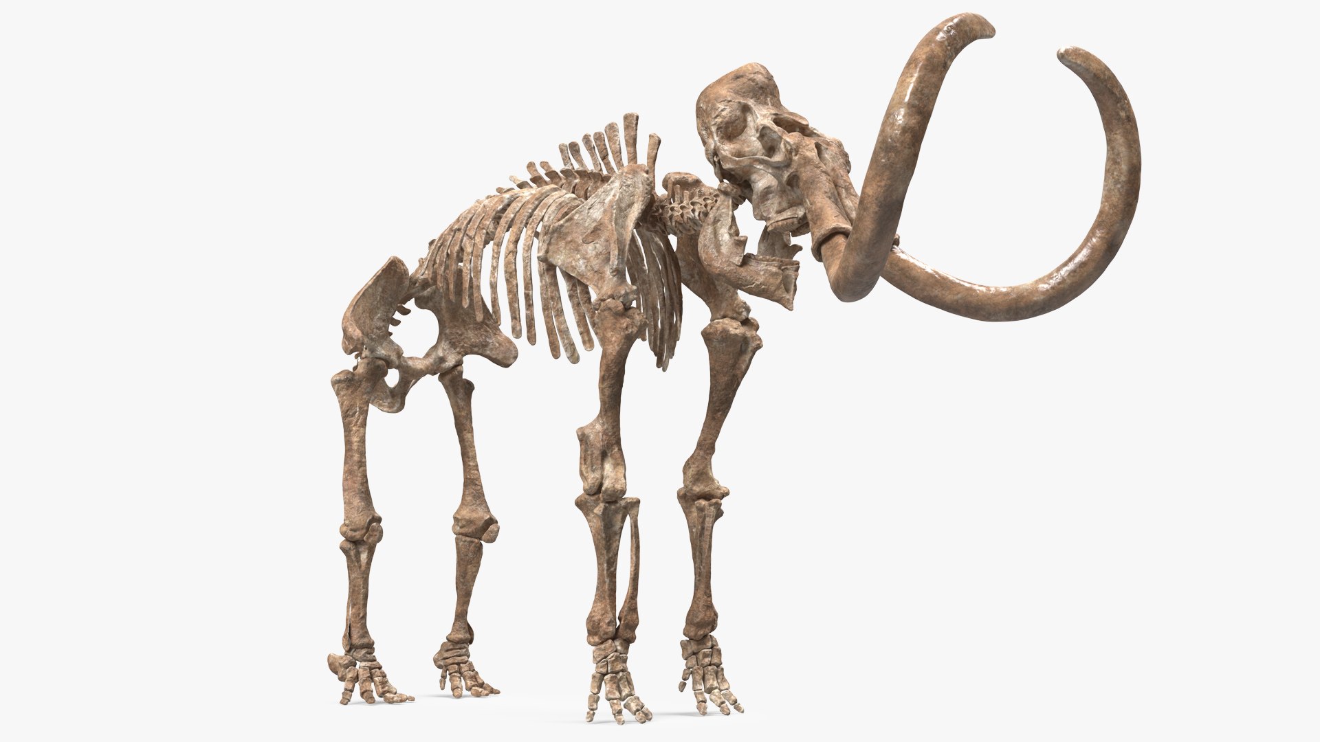 Mammoth Skeleton Old Bones 3D model preview