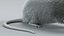 3D model Decorative Rat Rigged Xgen
