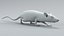 3D model Decorative Rat Rigged Xgen