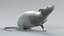 3D model Decorative Rat Rigged Xgen
