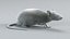 3D model Decorative Rat Rigged Xgen