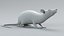 3D model Decorative Rat Rigged Xgen