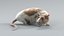 3D model Decorative Rat Rigged Xgen