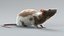 3D model Decorative Rat Rigged Xgen