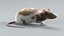 3D model Decorative Rat Rigged Xgen