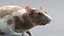 3D model Decorative Rat Rigged Xgen