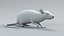 3D model Decorative Rat Rigged Xgen
