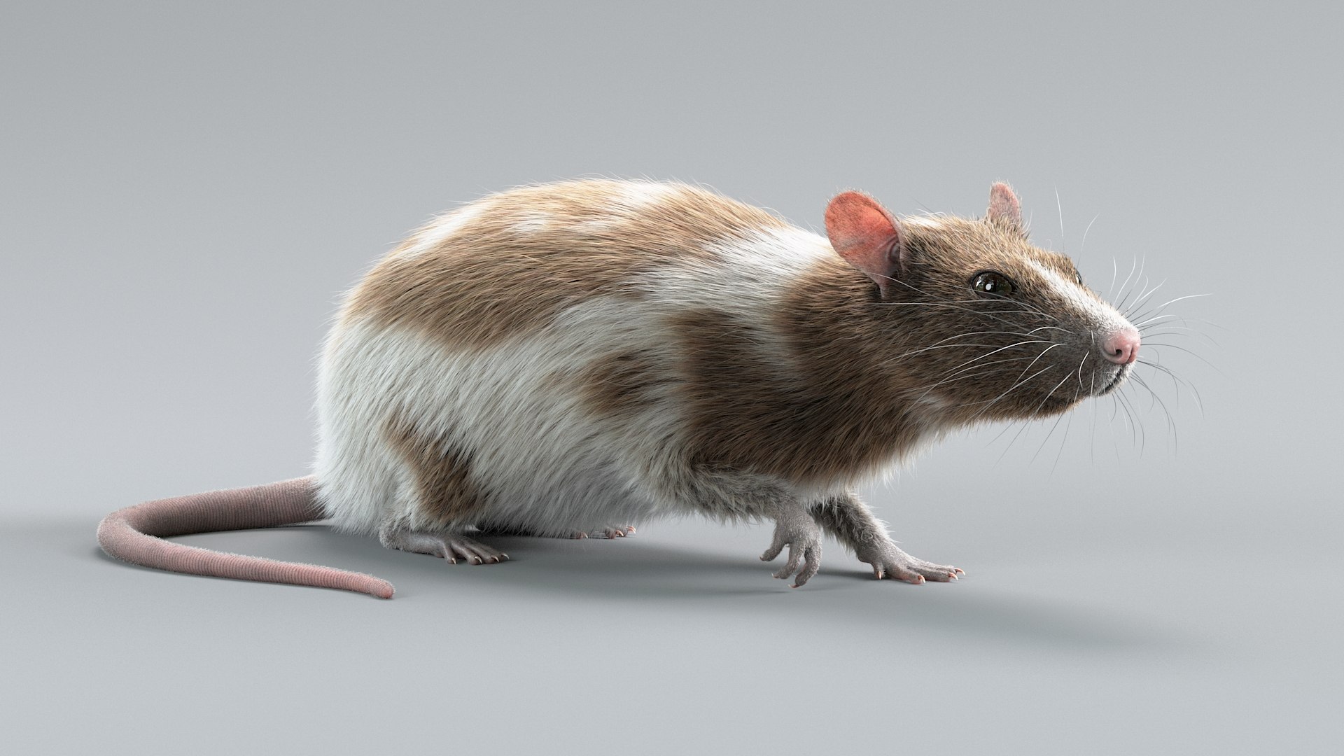 3D model Decorative Rat Rigged Xgen https://p.turbosquid.com/ts-thumb/8C/R1uyYQ/h2/decorative_rat_rigged_02/jpg/1741618274/1920x1080/fit_q87/4f640323aa06d2c3f29b7a07f3e25615fc0df89f/decorative_rat_rigged_02.jpg
