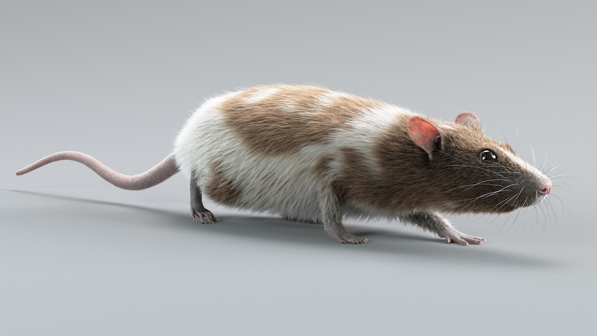 3D Model Decorative Rat Rigged Xgen - TurboSquid 2371987