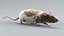 3D model Decorative Rat Rigged Xgen