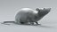 3D model Decorative Rat Rigged Xgen