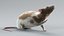 3D model Decorative Rat Rigged Xgen