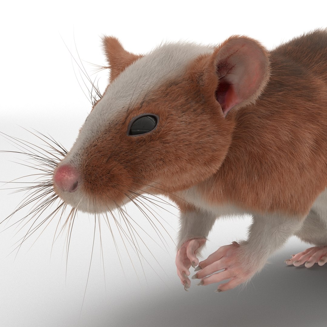 max rat 3 pose 4