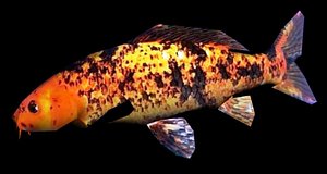 Koi