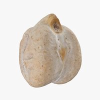 Dry Chickpea 02 - 3D Scanned