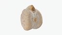 Dry Chickpea 02 - 3D Scanned