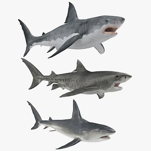 3D sharks rigged model