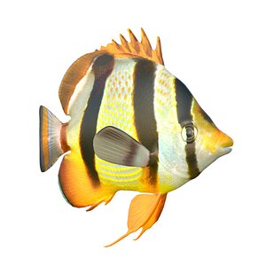 3D model Four Banded Butterflyfish