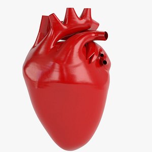 3D human heart model