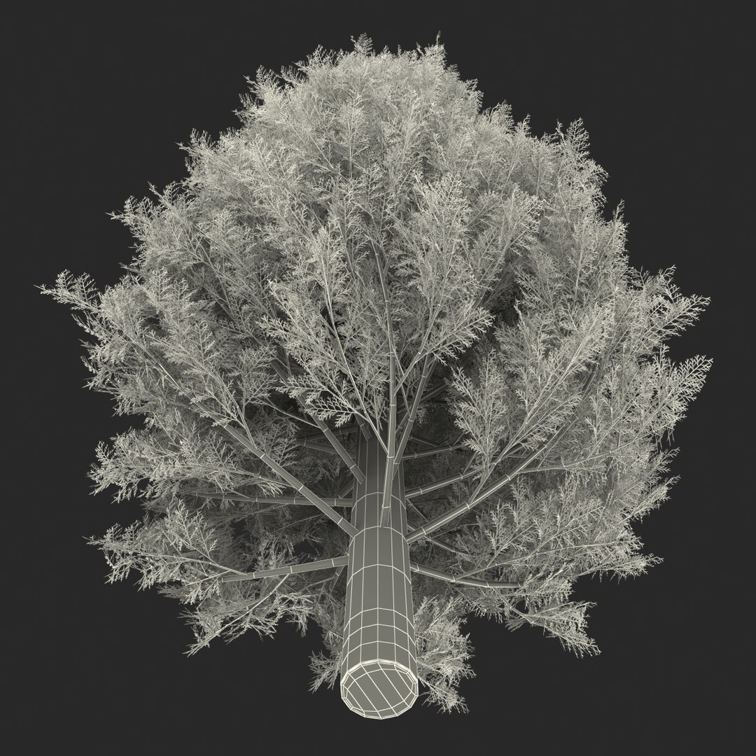 3d cypress tree
