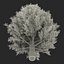 3d Cypress Tree