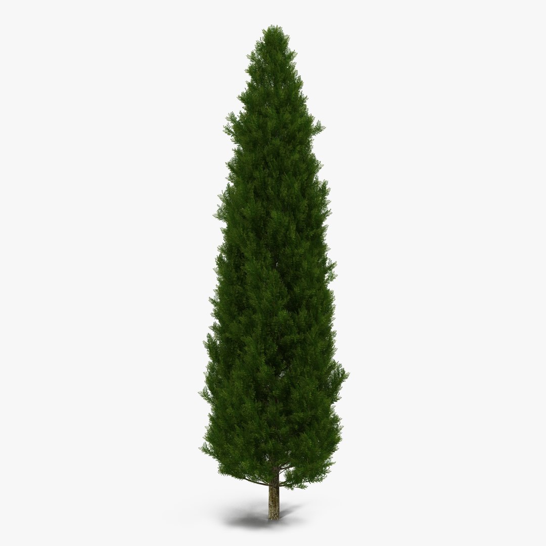 Cypress Tree 3D model preview