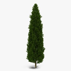 Cypress Tree