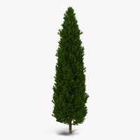 Cypress Tree