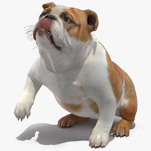 Bulldog Rigged 3D model