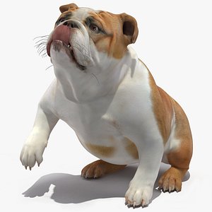 Bulldog Rigged
