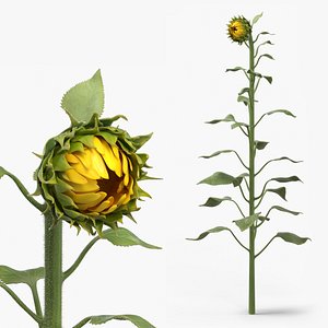 Young Sunflower Bud Bending Fur