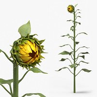 Young Sunflower Bud Bending Fur