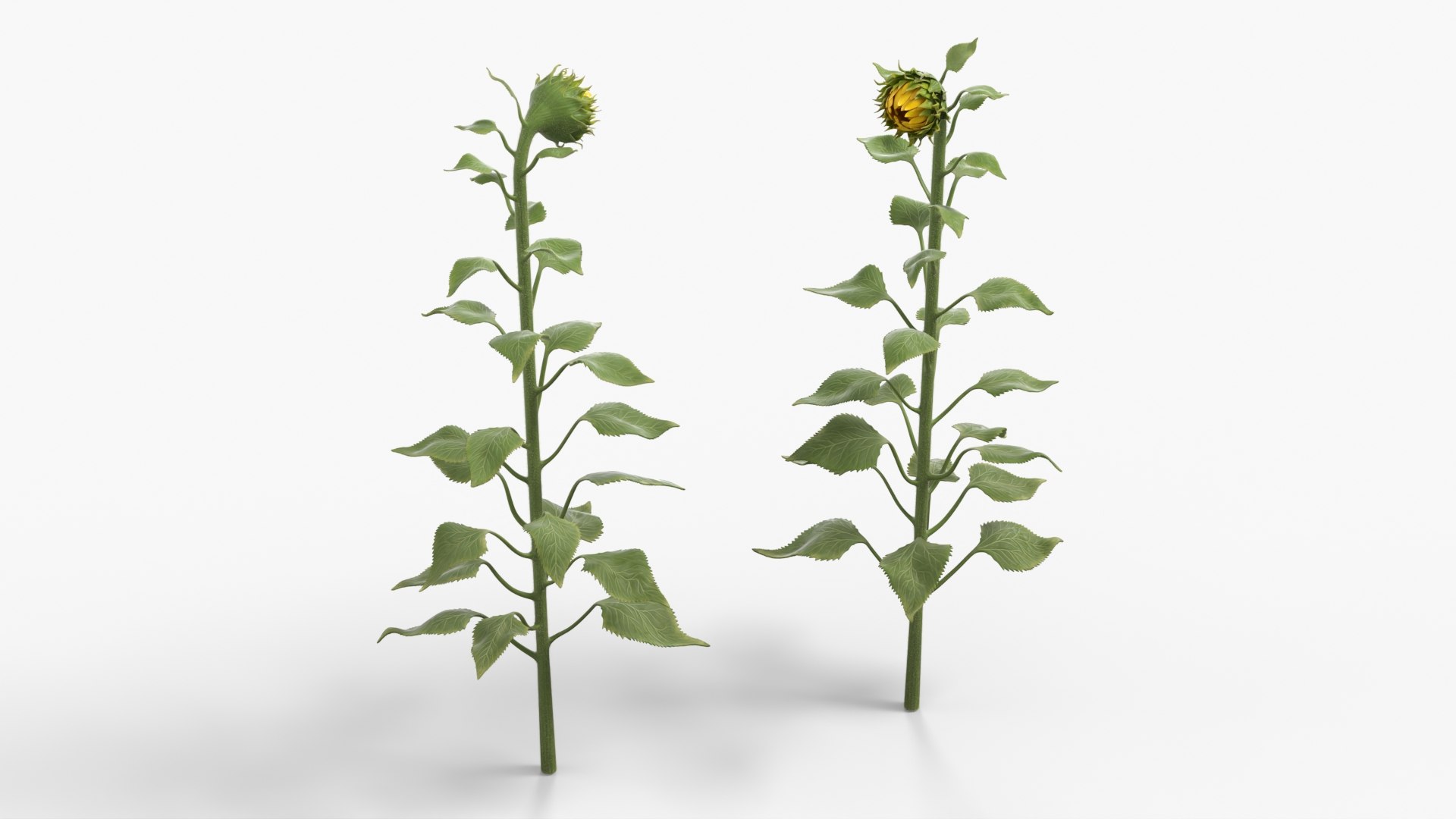 Young Sunflower Bud Bending Fur 3D model https://p.turbosquid.com/ts-thumb/8D/goPhtX/xm/young_sunflower_bud_bending_fur_004/jpg/1761043869/1920x1080/fit_q87/744c3f17d4a6c78b984cc2f214b5c177ae523ee2/young_sunflower_bud_bending_fur_004.jpg