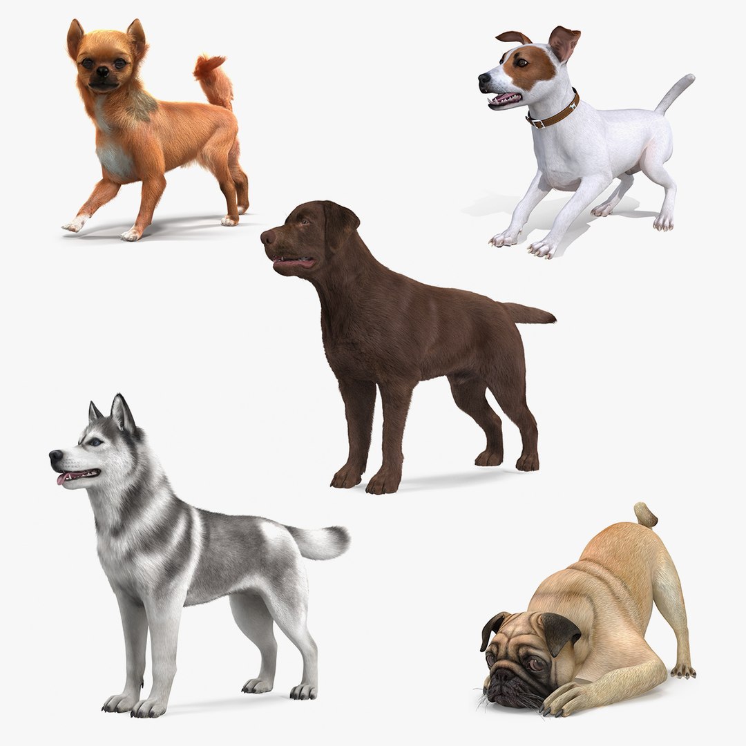 Dogs Rigged Collection 4 3D model preview