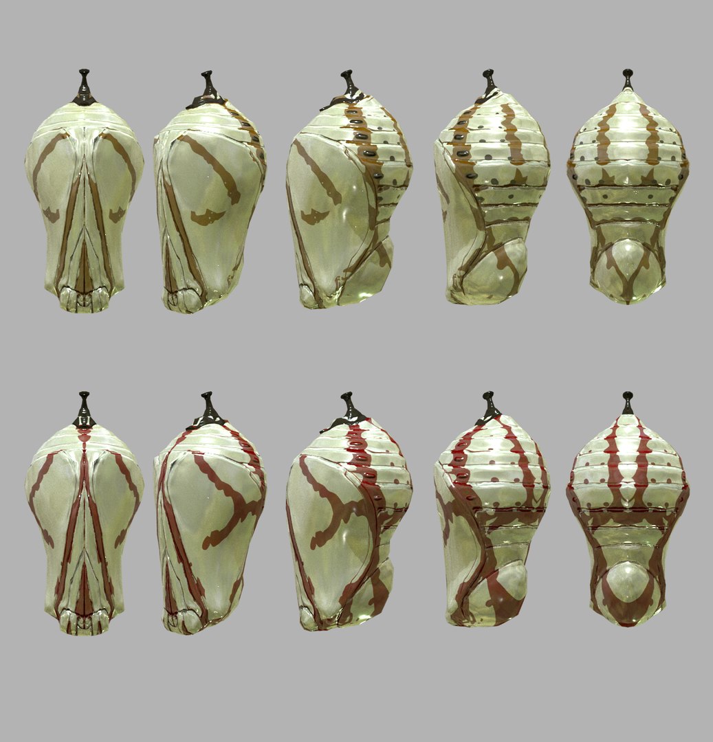 Pupa Insect Cocoon 3D Model - TurboSquid 1625565