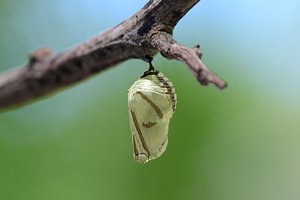 pupa insect cocoon 3D model