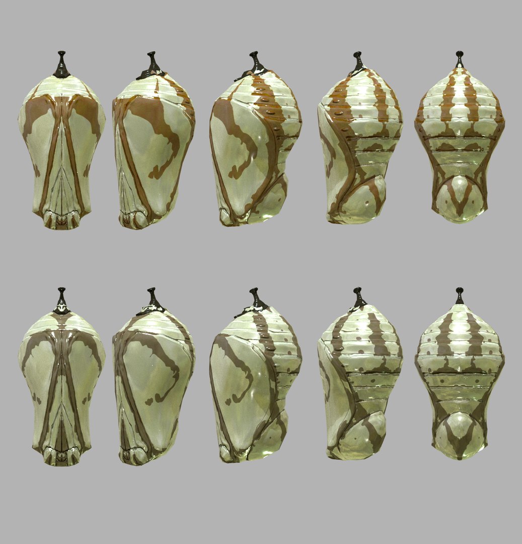 Pupa Insect Cocoon 3D Model - TurboSquid 1625565
