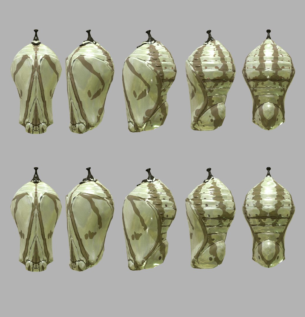 Pupa Insect Cocoon 3D Model - TurboSquid 1625565