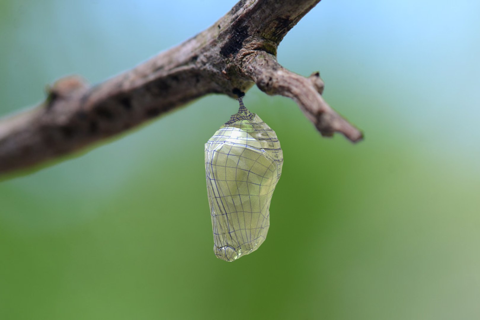 Pupa Insect Cocoon 3D Model - TurboSquid 1625565