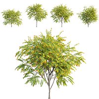 Cercis canadensis - Eastern redbud
