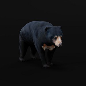 Sun Bear 3D model