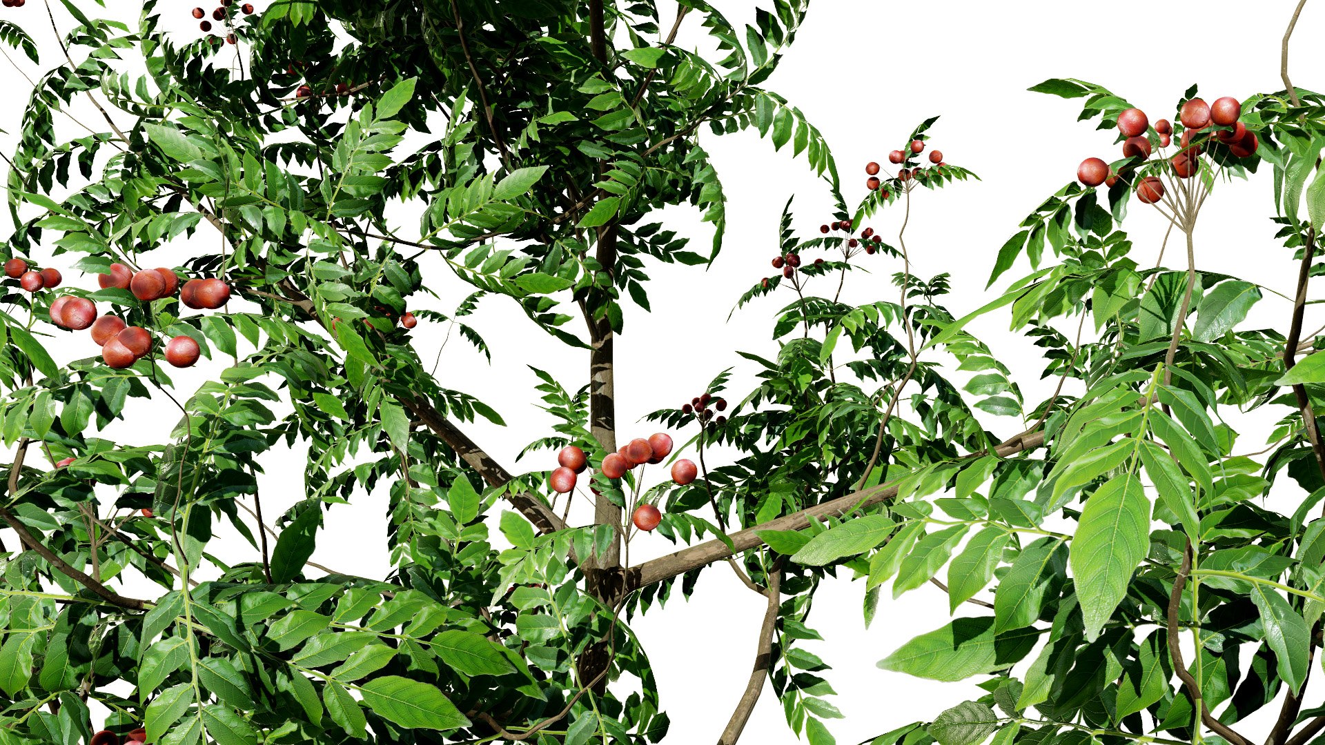 Aromatic Curry Leaf Plant 3D model https://p.turbosquid.com/ts-thumb/8E/NJMVct/26/curryleaftree1l/jpg/1761336825/1920x1080/fit_q87/b47c8b148ea798fe0b01487f18e91ae4645a00cb/curryleaftree1l.jpg