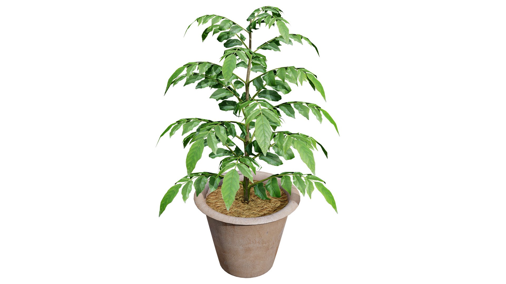 Aromatic Curry Leaf Plant 3D model https://p.turbosquid.com/ts-thumb/8E/NJMVct/CM/02curryleafpottedleavesvegetableplantz54l/jpg/1761336821/1920x1080/fit_q87/ff2af8e2a249c4042cdd6db3a2d574f1b382a7bd/02curryleafpottedleavesvegetableplantz54l.jpg