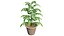 Planta de folha de curry aromática